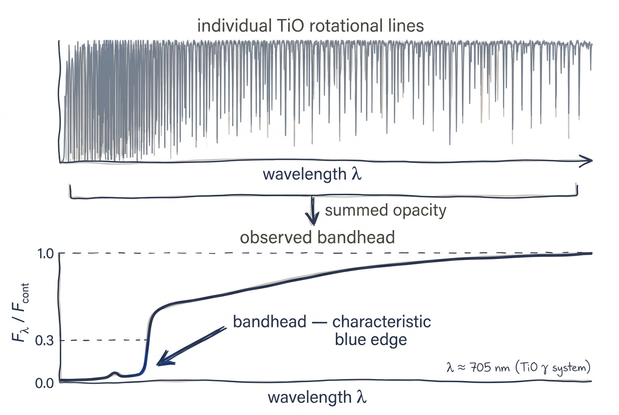 How individual TiO lines pile up into a bandhead
